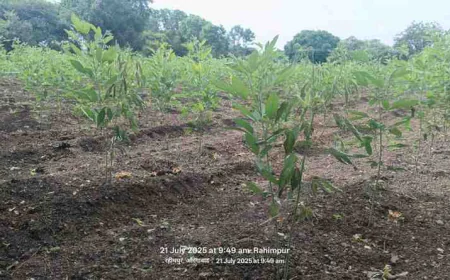 तुर्काबाद खराडी, गंगापुर: पावसाअभावी खरीप पिके संकटात, शेतकरी हवालदिल