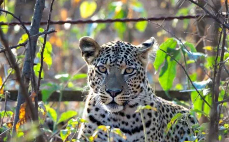 जानेफळ शिवारात बिबट्या दिसल्याने शेतकरी-ग्रामस्थांत भीतीचे वातावरण; वन विभागाकडून पिंजरा लावण्याची तयारी