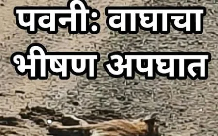 भंडारा: भरधाव वाहनाच्या धडकेत वाघ नहरात कोसळला; उपचारासाठी नागपूरला रवाना, वन्यप्रेमींत हळहळ