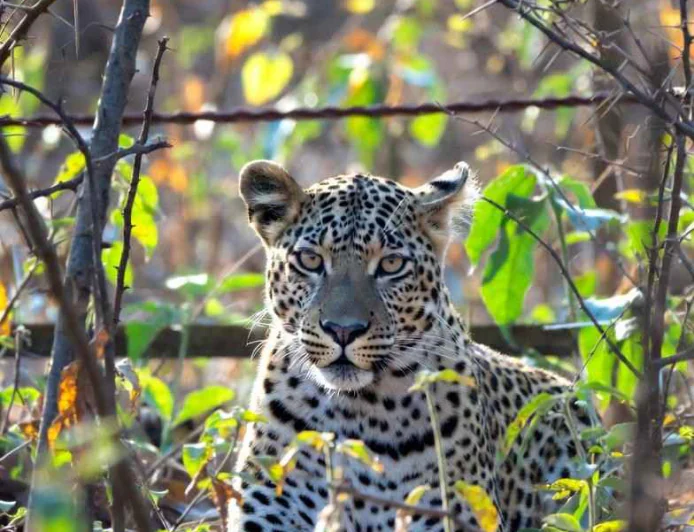 जानेफळ शिवारात बिबट्या दिसल्याने शेतकरी-ग्रामस्थांत भीतीचे वातावरण; वन विभागाकडून पिंजरा लावण्याची तयारी