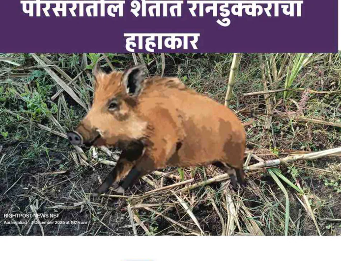 रानडुक्करांचा कहर: गंगापूर तालुक्यातील रहीमपूर-अब्दुलपूर आणि तुर्काबाद सर्कलमध्ये उसासहित इतर पिकाचे मोठे नुकसान