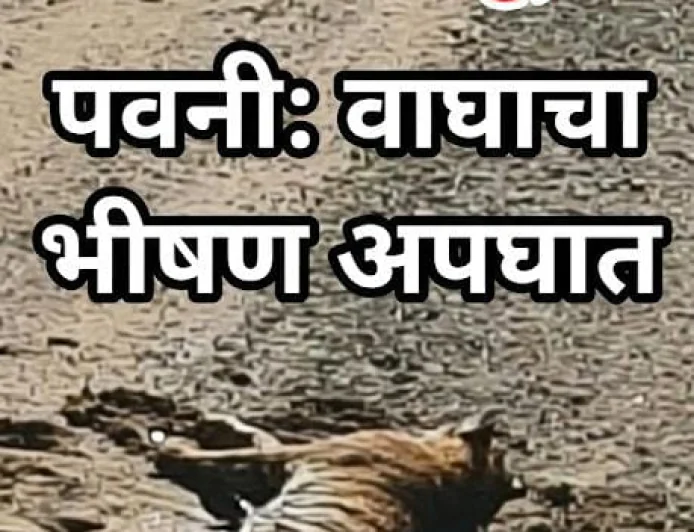 भंडारा: भरधाव वाहनाच्या धडकेत वाघ नहरात कोसळला; उपचारासाठी नागपूरला रवाना, वन्यप्रेमींत हळहळ